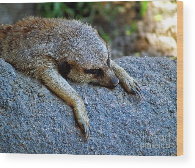 Animal Photography Wood Print featuring the photograph The Morning After by Patricia Griffin Brett