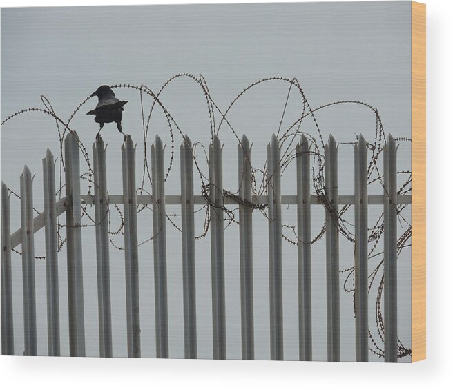 Bird Wood Print featuring the painting The prisoner by Jeremy Holton