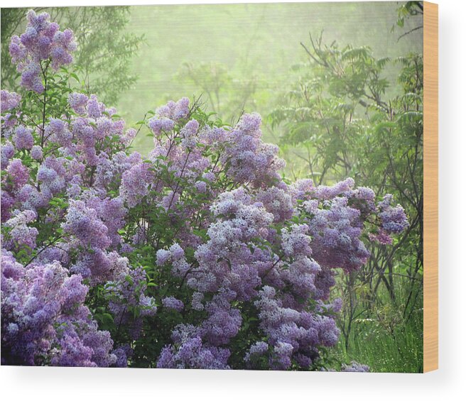 Fog Wood Print featuring the photograph The Scent of Lilacs by David T Wilkinson