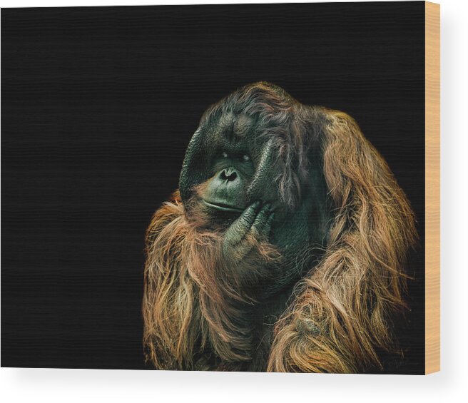Orangutan Wood Print featuring the photograph The Sceptic by Paul Neville