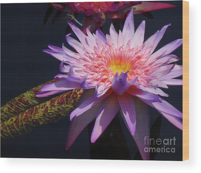Flowers Wood Print featuring the photograph The Water Lily Pond by Cindy Manero