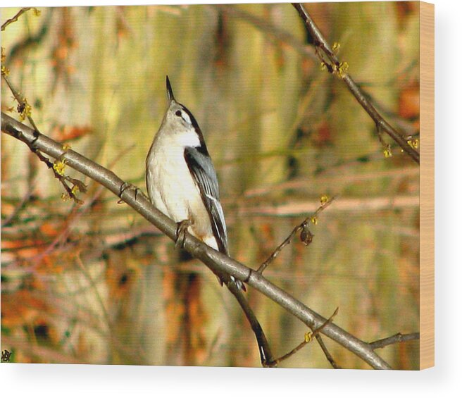 Bird Watch Wood Print featuring the photograph Things Are Looking Up by Debra   Vatalaro