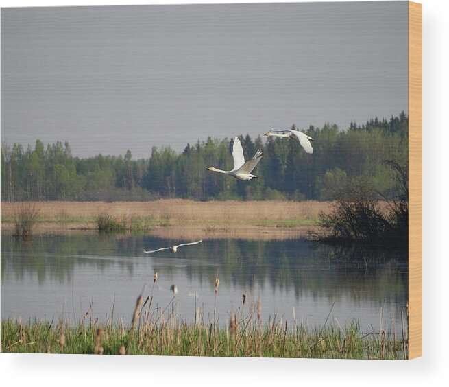 Finland Wood Print featuring the photograph Third wheel. Whooper Swan by Jouko Lehto