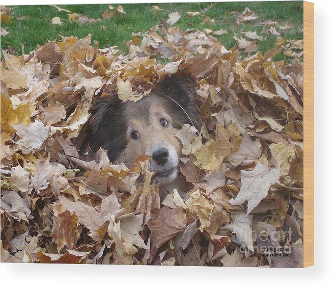 Dog Wood Print featuring the photograph Those Eyes by Shelley Jones
