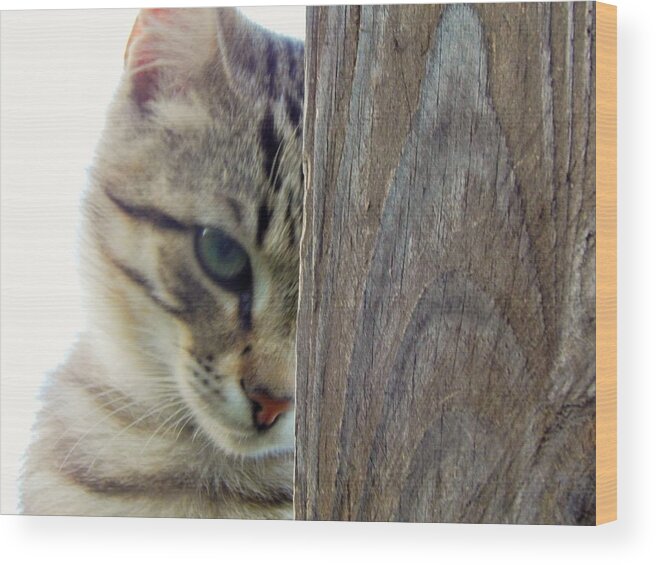 Cat Tabby Feline Animal Tabby Pet Nature Portrait Wood Print featuring the photograph Thoughts by Jan Gelders