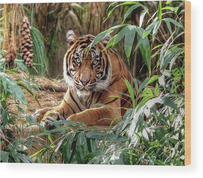 Tiger Wood Print featuring the photograph Tiger Beauty by Ronda Ryan