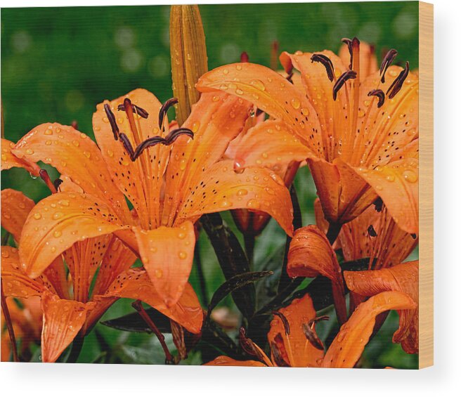 Tiger Lily Wood Print featuring the photograph Tiger Lilies with Spring Shower by Paula Ponath