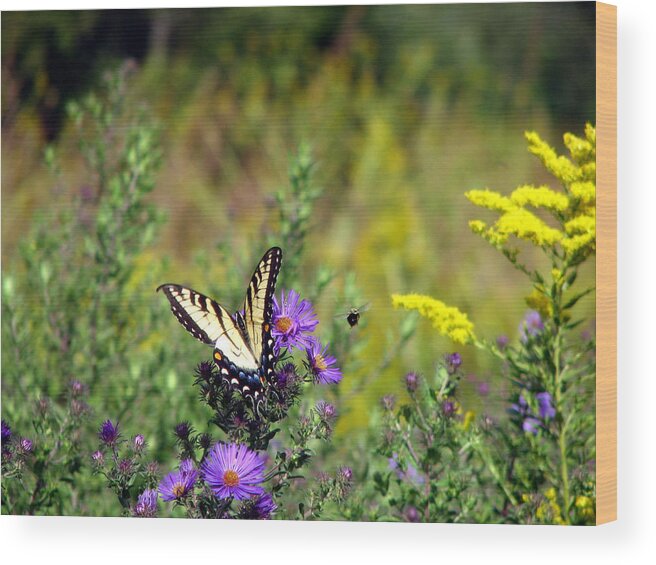 Tiger Swallowtail Wood Print featuring the photograph Tiger Swallowtail and Bee by George Jones