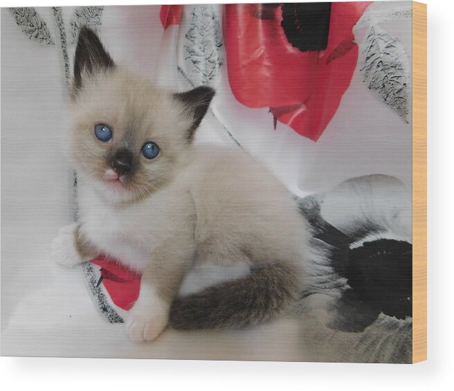 Available Cats, Mirco Kittens for Sale