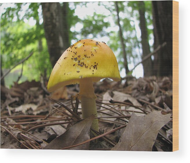 Toad Stool Wood Print featuring the photograph Toad Stool by Creative Solutions RipdNTorn