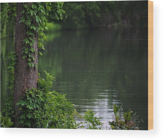 Tree Wood Print featuring the photograph Tranquil View by Buck Buchanan