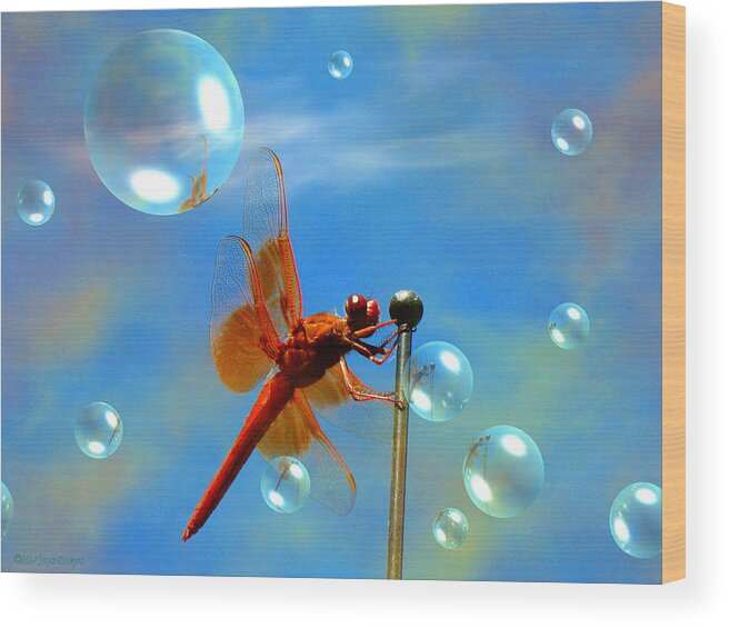Dragonfly Wood Print featuring the photograph Transparent Red Dragonfly by Joyce Dickens