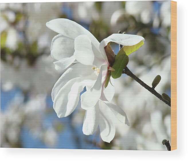 Magnolia Wood Print featuring the photograph Tree Floral Garden White Magnolia by Patti Baslee