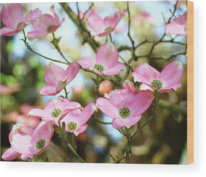 Nature Wood Print featuring the photograph Tree Landscape Pink Dogwood Flowers Baslee Troutman by Patti Baslee
