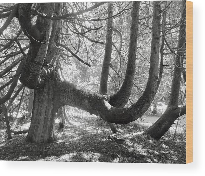 Tree Forest Woods Garden Bark Twisted Mackinac Island Midwest Vista Scenic Unusual Interesting Wood Print featuring the photograph Tree Vista by Diane Lindon Coy