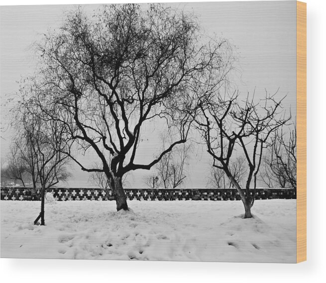 Winter Wood Print featuring the photograph Trees in Winter by Dean Harte