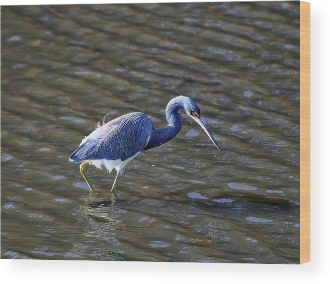 Tricolored Heron Wood Print featuring the photograph Tricolored Heron Wading by Al Powell Photography USA