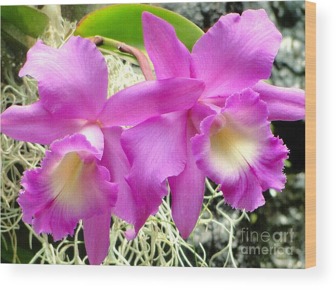 Orchid Wood Print featuring the photograph Tropical Twins by Sue Melvin