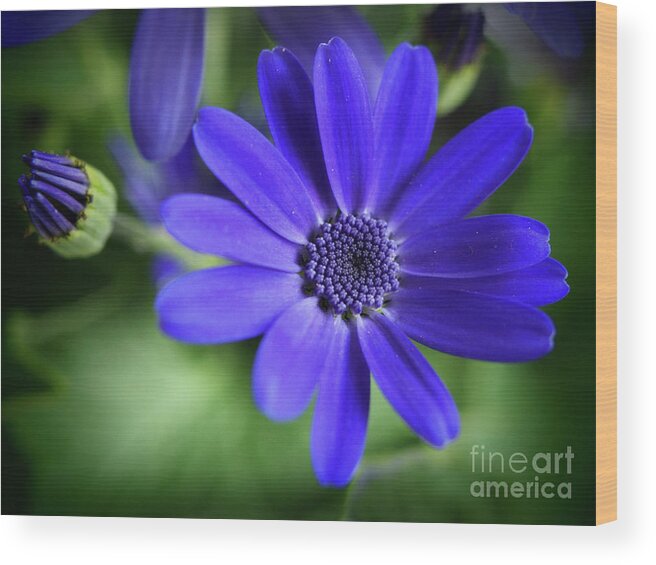 Flowers Wood Print featuring the photograph True Blue In The Garden Shadows by Dorothy Lee
