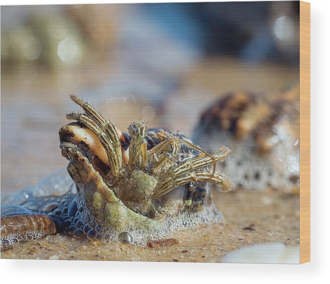 Crab Wood Print featuring the photograph Trying to Move by Brad Boland