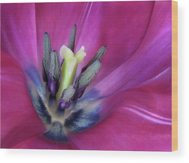Close Up Wood Print featuring the photograph Tulip Intimacy by David and Carol Kelly
