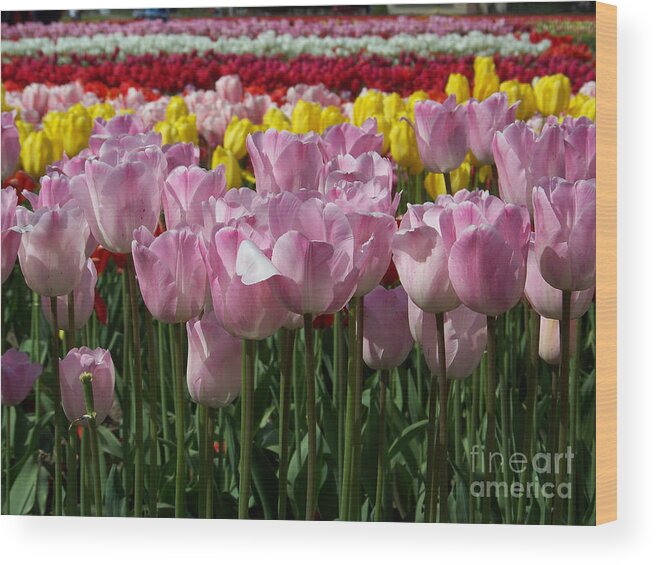 Tulips Wood Print featuring the photograph Tulips in Time by Julie Rauscher