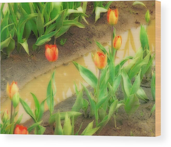 Tulips Wood Print featuring the photograph Tulips Reflected by Bonnie Bruno