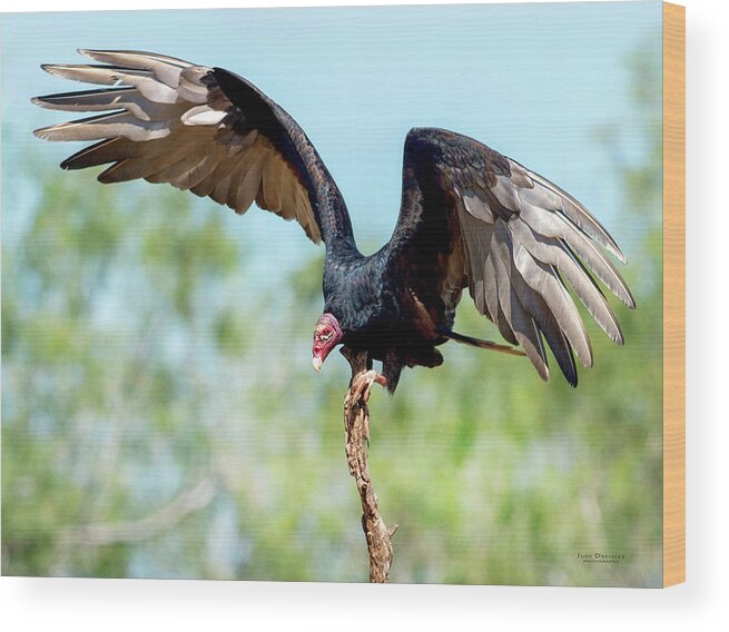 Turkey Vultures Wood Print featuring the photograph Turkey Vulture by Judi Dressler