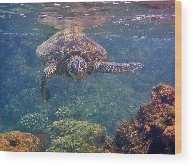 Hawaiian Sea Turtle Wood Print featuring the photograph Turtle Approaching by Bette Phelan