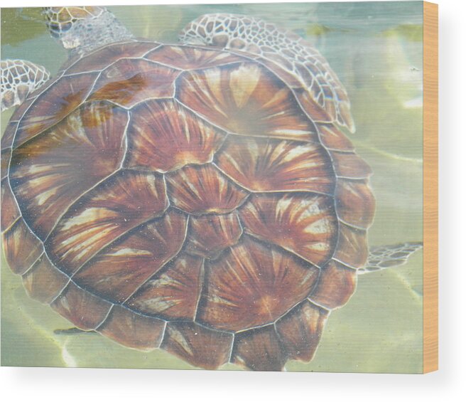 Turtle Wood Print featuring the photograph Turtle Power by Stacey Robinson
