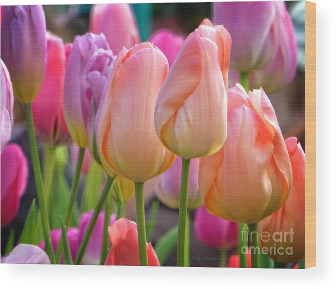  Tulip Wood Print featuring the photograph Tutti Frutti Tulips by Dee Flouton