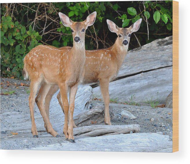 Fawn Wood Print featuring the photograph Twin Fawns by Carl Olsen