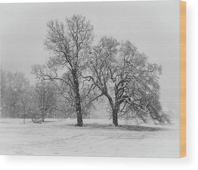 Mount Laurel Wood Print featuring the photograph Two Sister Trees by Louis Dallara