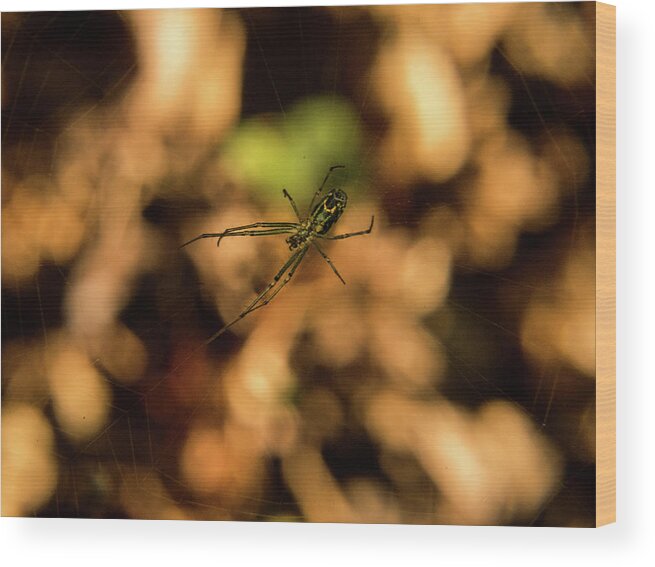 Orchard Wood Print featuring the photograph Underside of Leucauge Suspended in Web by Douglas Barnett