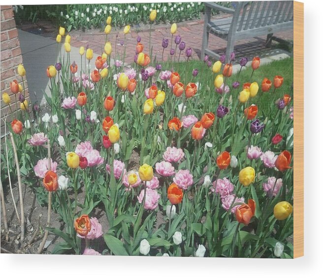 Tulips Wood Print featuring the photograph Variety Of Color by Tim Donovan