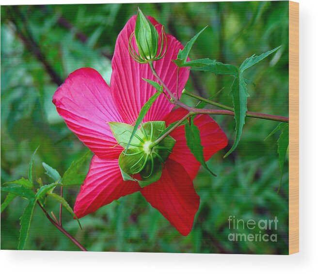 Hibiscus Wood Print featuring the photograph View from Underneath by Sue Melvin