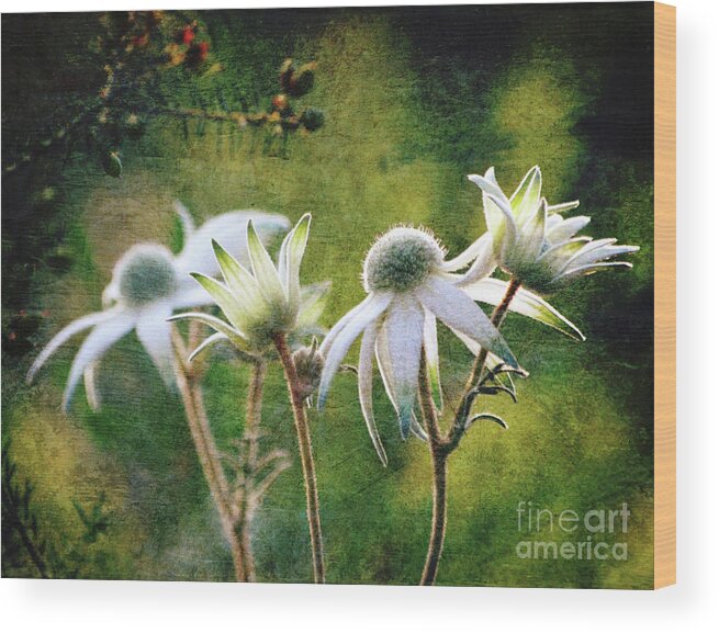 Flower Wood Print featuring the photograph Vintage Flannel Flowers by Karen Black