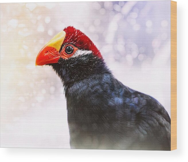 Violet Turaco Wood Print featuring the photograph Violet Turaco by Jaroslav Buna