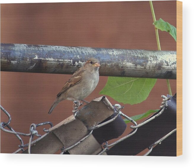 Bird Wood Print featuring the photograph Waiting by Magda Levin