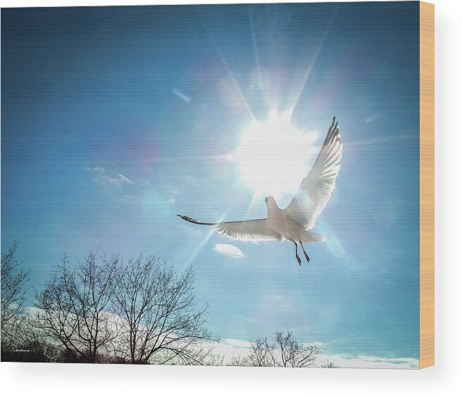 Landscapes Wood Print featuring the photograph Warmed Wings by Glenn Feron