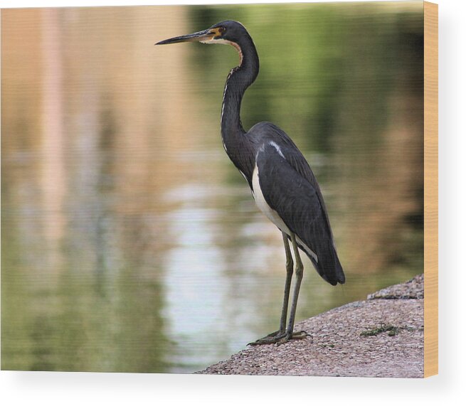 Heron Wood Print featuring the photograph Watchful by Kristin Elmquist
