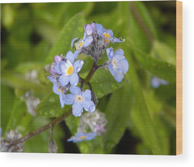 Flower Wood Print featuring the photograph Water Drops by Gallery Of Hope 