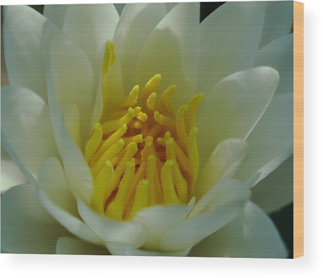 Lily Wood Print featuring the photograph Water Lily by Juergen Roth