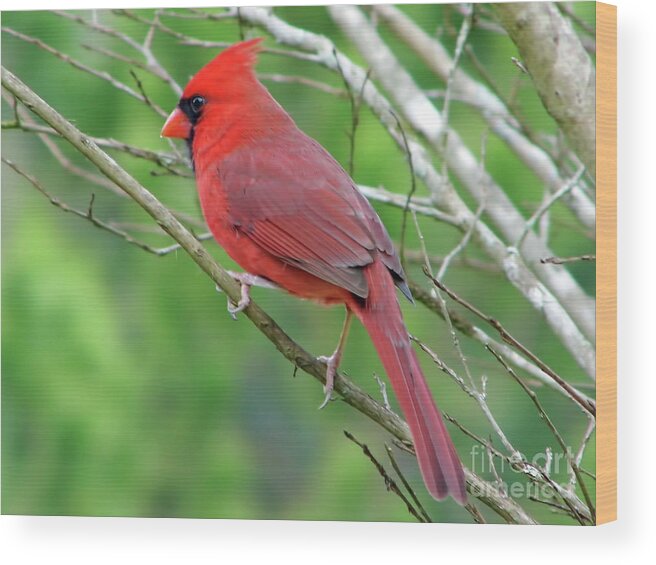 Cardinal Wood Print featuring the photograph Water On His Beak by D Hackett