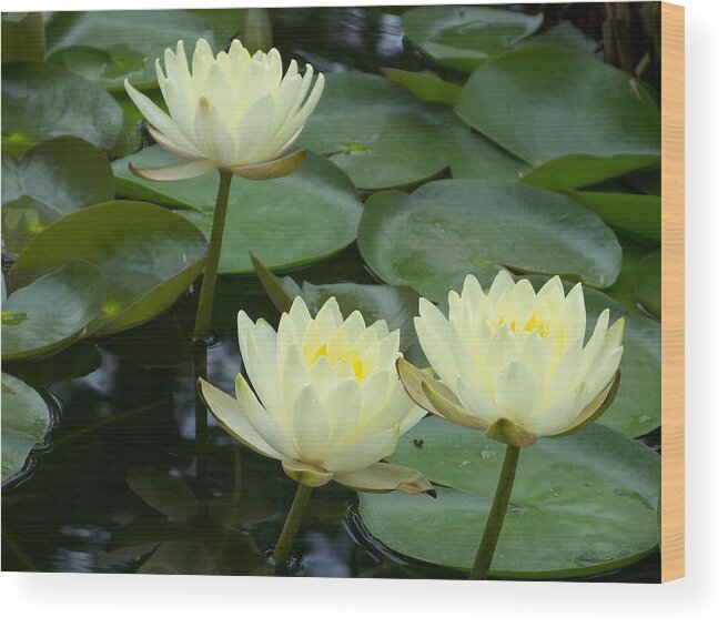 Waterlily Wood Print featuring the photograph Waterlilies by Celene Terry