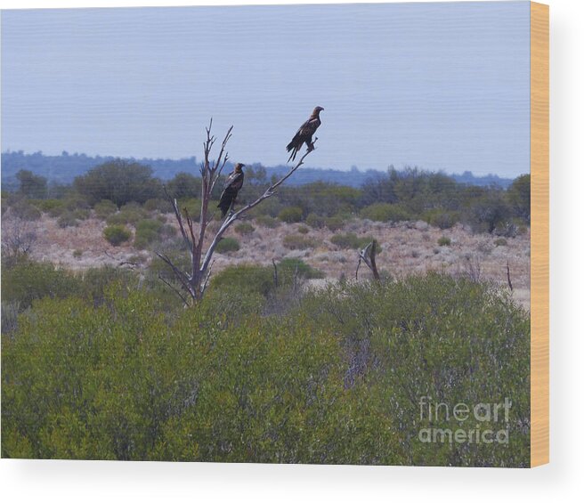 Wedge-tailed Eagles Wood Print featuring the photograph Wedge-tailed Eagles - Australia by Phil Banks