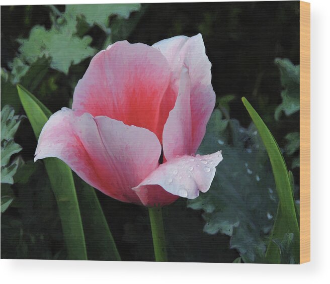 Atlanta Wood Print featuring the photograph Welcome Tulip by Penny Lisowski