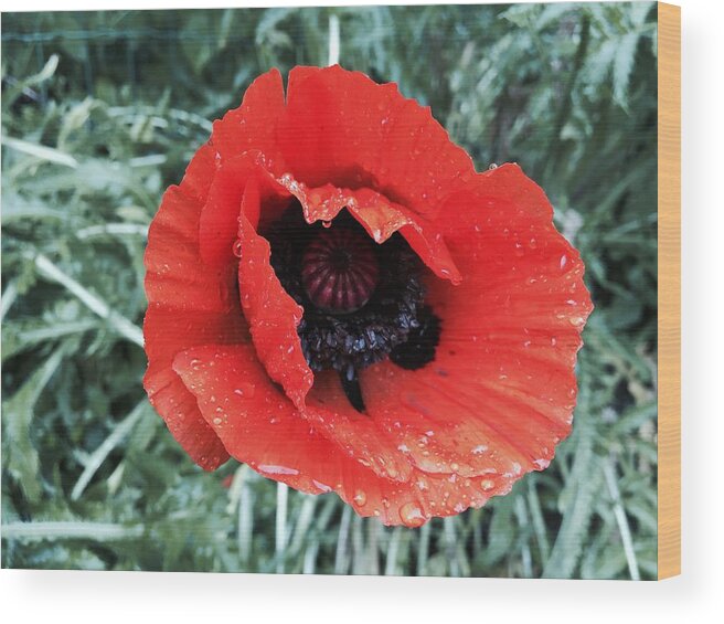 Orphelia Aristal Wood Print featuring the photograph Wet Poppy by Orphelia Aristal