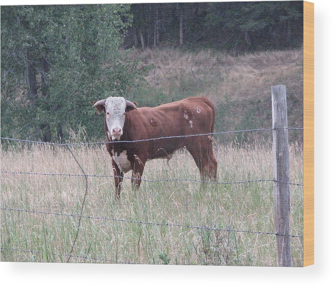 Bull Wood Print featuring the photograph Whatchu Lookin At by Creative Solutions RipdNTorn