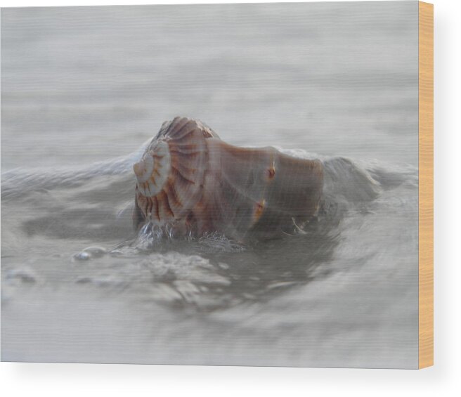 Paradise Wood Print featuring the photograph Whelk in the Surf by Sean Allen